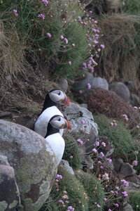Shetland Mai 2017, IMG_4686