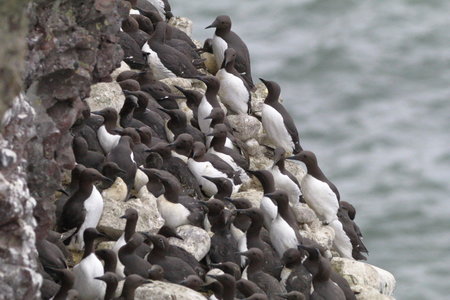 Shetland Mai 2017, IMG_4692
