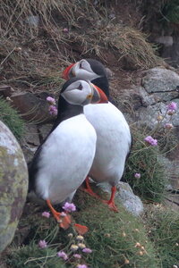 Shetland Mai 2017, IMG_4700