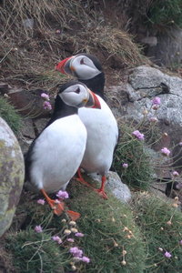 Shetland Mai 2017, IMG_4703