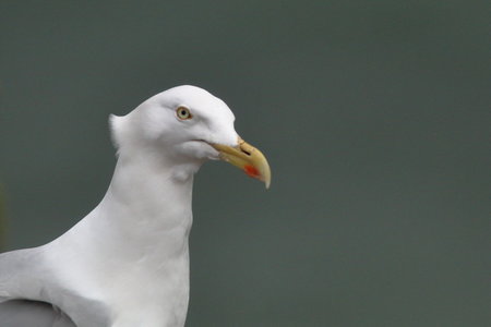 Shetland Mai 2017, IMG_4711