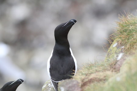 Shetland Mai 2017, IMG_4714