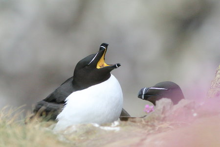 Shetland Mai 2017, IMG_4722
