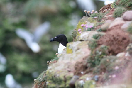 Shetland Mai 2017, IMG_4726