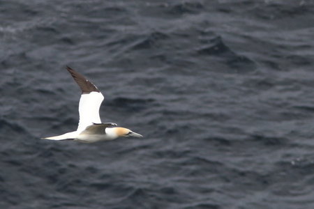 Shetland Mai 2017, IMG_5273