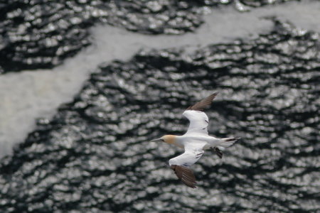 Shetland Mai 2017, IMG_5355
