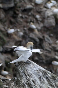 Shetland Mai 2017, IMG_5365