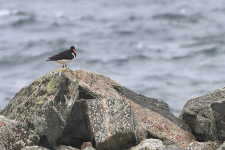 Shetland Mai 2017, IMG_5631
