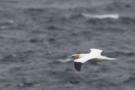 Shetland Mai 2017, IMG_5640