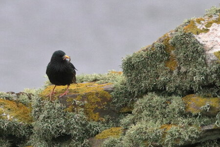 Shetland Mai 2017, IMG_5683