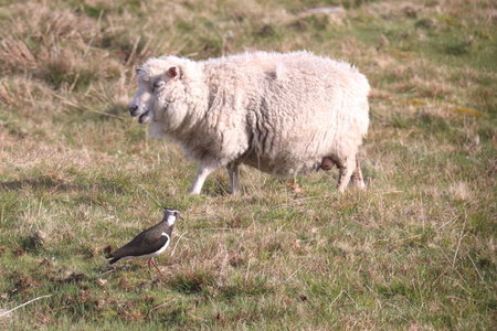 Shetland Mai 2017, IMG_5876