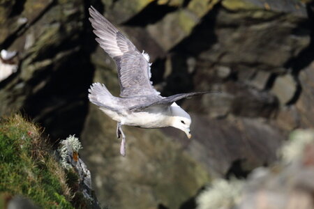 Shetland Mai 2017, IMG_5945