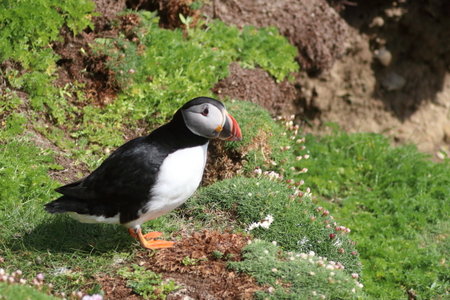 Shetland Mai 2017, IMG_5953