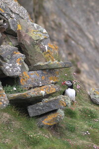 Shetland Mai 2017, IMG_5984