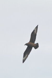 Shetland Mai 2017, IMG_5987