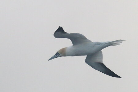 Shetland Mai 2017, IMG_6040