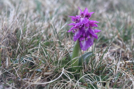 Shetland Mai 2017, IMG_5419