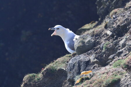 Shetland Mai 2017, IMG_4975