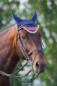 Jumping CSI*** Béthune 2017, IMG_9861