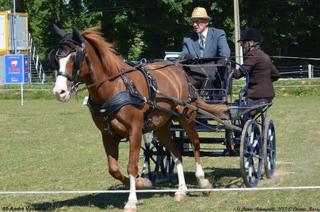 2017-06-10 CCA Saint Pierre Bénouville, 03-DSC_6894