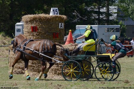 2017-06-10 CCA Saint Pierre Bénouville, 06-DSC_7054