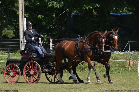 2017-06-10 CCA Saint Pierre Bénouville, 11-DSC_6750