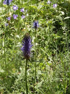 Randonnée du 14/06/2017 au mont Colombis, DSCN1296