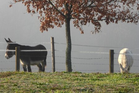 Monts du Lyonnais (Thurins 69610) décembre 2015, P1000232