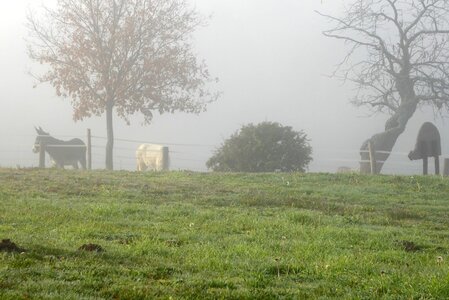 Monts du Lyonnais (Thurins 69610) décembre 2015, P1000228