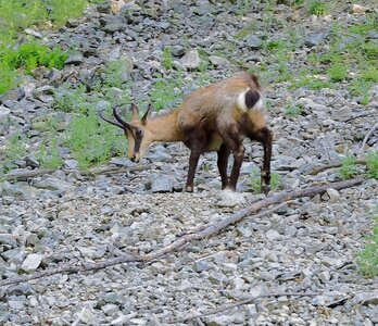Randonnée du 18/06/2017 au Val Estrèche, P6180013  Copier 
