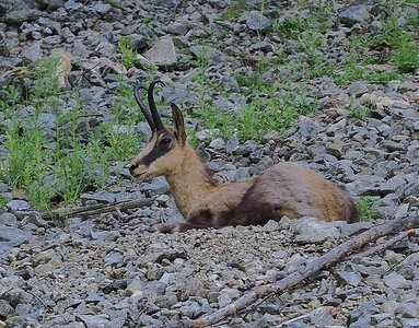 Randonnée du 18/06/2017 au Val Estrèche, P6180018  Copier 