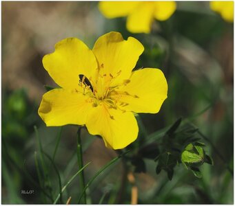 Randonnée du 18/06/2017 au Val Estrèche, P6180058  Copier 