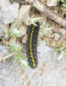 Randonnée du 18/06/2017 au Val Estrèche, P6180081  Copier 