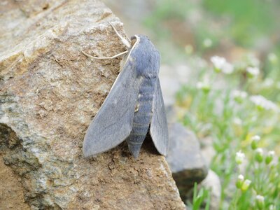 Randonnée du 18/06/2017 au Val Estrèche, P6180084  Copier 