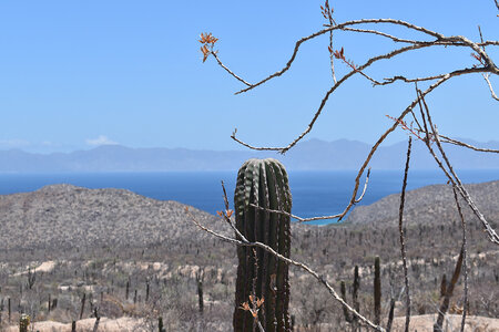 Basse Californie Sud - Printemps, DSC_0128