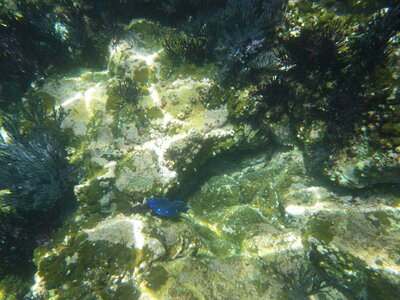 Basse Californie Sud - Printemps, IMGP0028