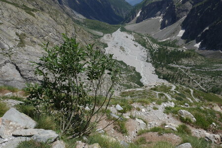 2017-06-24-25-alpinisme-col-ecrins, alpes-aventure-randonner-glacier-col-ecrins-refuge-glacier-blanc-2017-06-24-12