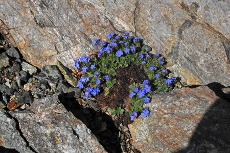 2017-06-24-25-alpinisme-col-ecrins, alpes-aventure-randonner-glacier-col-ecrins-refuge-glacier-blanc-2017-06-25-43