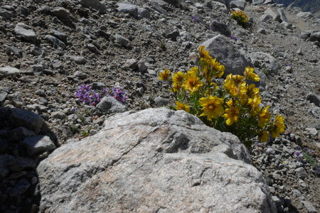 2017-06-24-25-alpinisme-col-ecrins, alpes-aventure-randonner-glacier-col-ecrins-refuge-glacier-blanc-2017-06-25-68