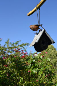 Jardin du Petit Chasseur mai 2017, DSC_0660