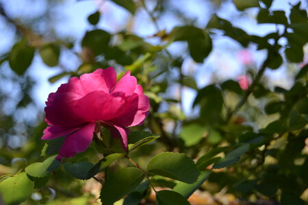 Jardin du Petit Chasseur mai 2017, DSC_0662