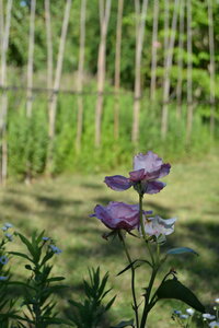 Jardin du Petit Chasseur mai 2017, DSC_0663