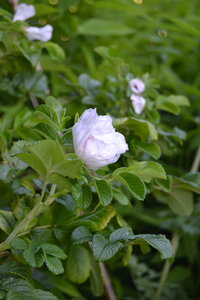 Jardin du Petit Chasseur mai 2017, DSC_0669