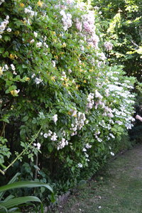 Jardin du Petit Chasseur mai 2017, DSC_0674