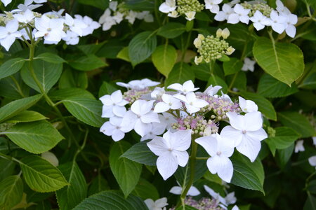 Jardin du Petit Chasseur mai 2017, DSC_0675