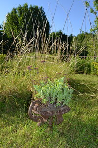 Jardin du Petit Chasseur mai 2017, DSC_0683