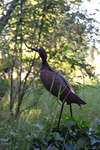 Jardin du Petit Chasseur mai 2017, DSC_0684