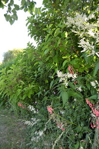Jardin du Petit Chasseur mai 2017, DSC_0703