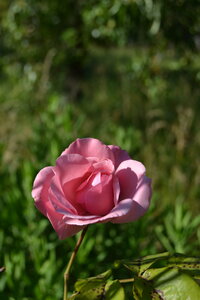 Jardin du Petit Chasseur mai 2017, DSC_0710