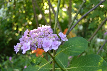 Jardin du Petit Chasseur mai 2017, DSC_0711
